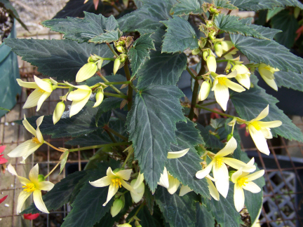 B. ‘Cracker Jacks Yellow’